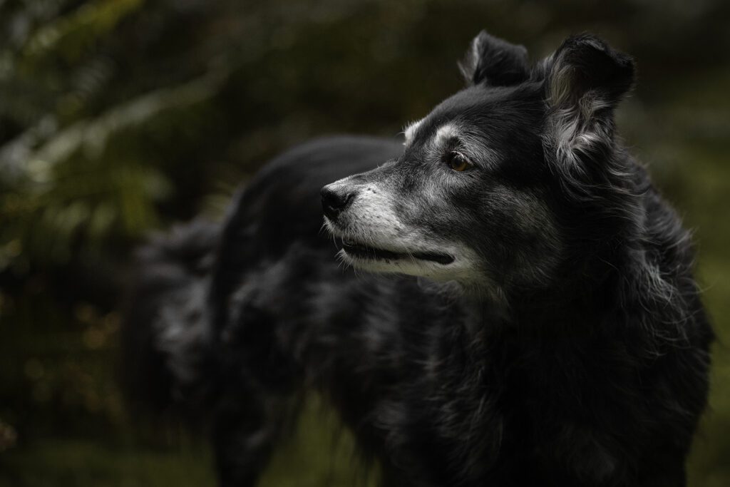 Portraits that Last: Beautiful Senior, Pet, and Family Photography in Jefferson County, Port Townsend, and the Olympic Peninsula 3 Portraits that last a lifetime, senior dog portrait in wooded background